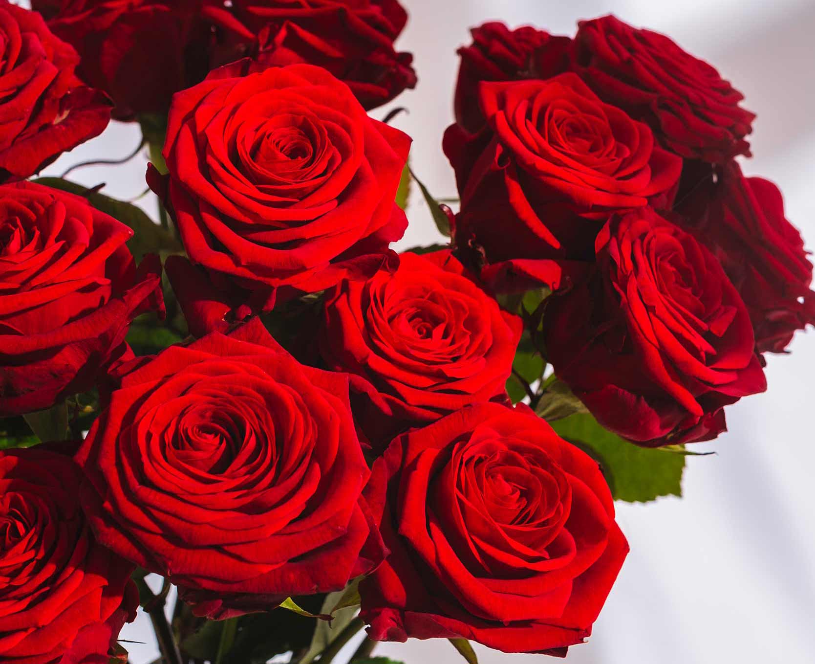 Red Rose Delivery: A Perfect Expression of Love for Special Occasions ...